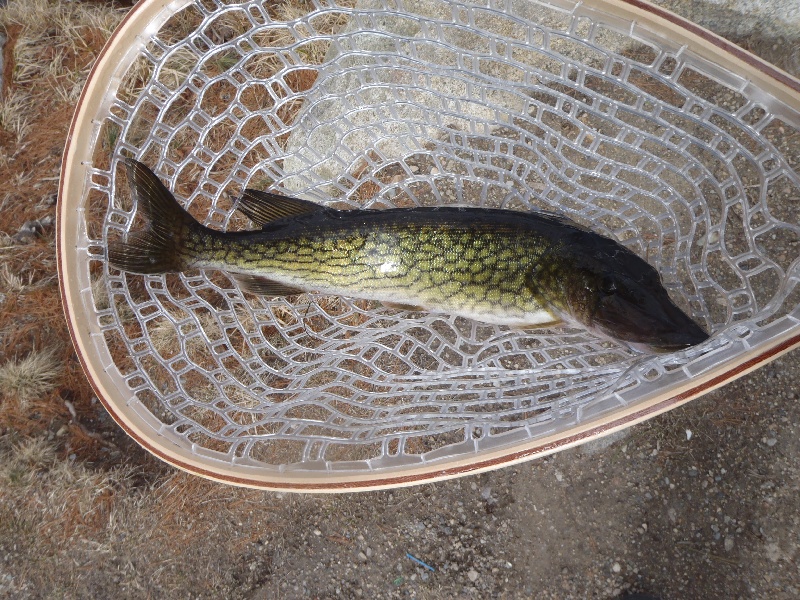 Chain Pickerel