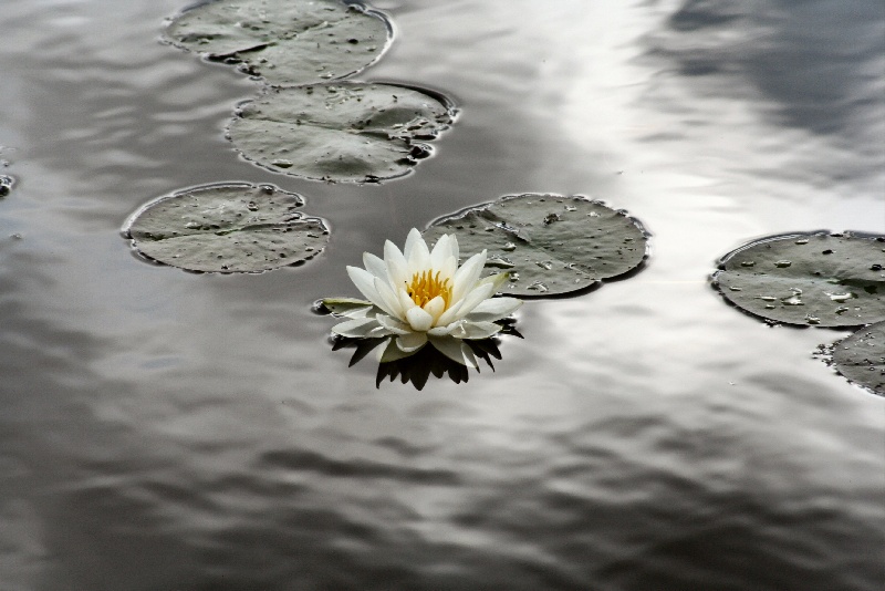 Water Lily