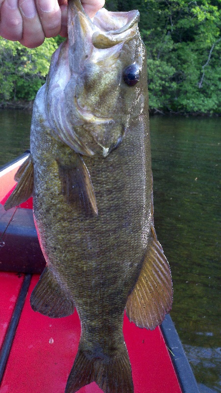 Smallmouth Bass