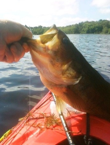 Nice Bass