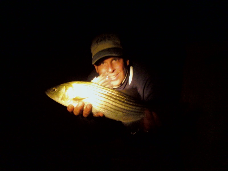 Night Striper